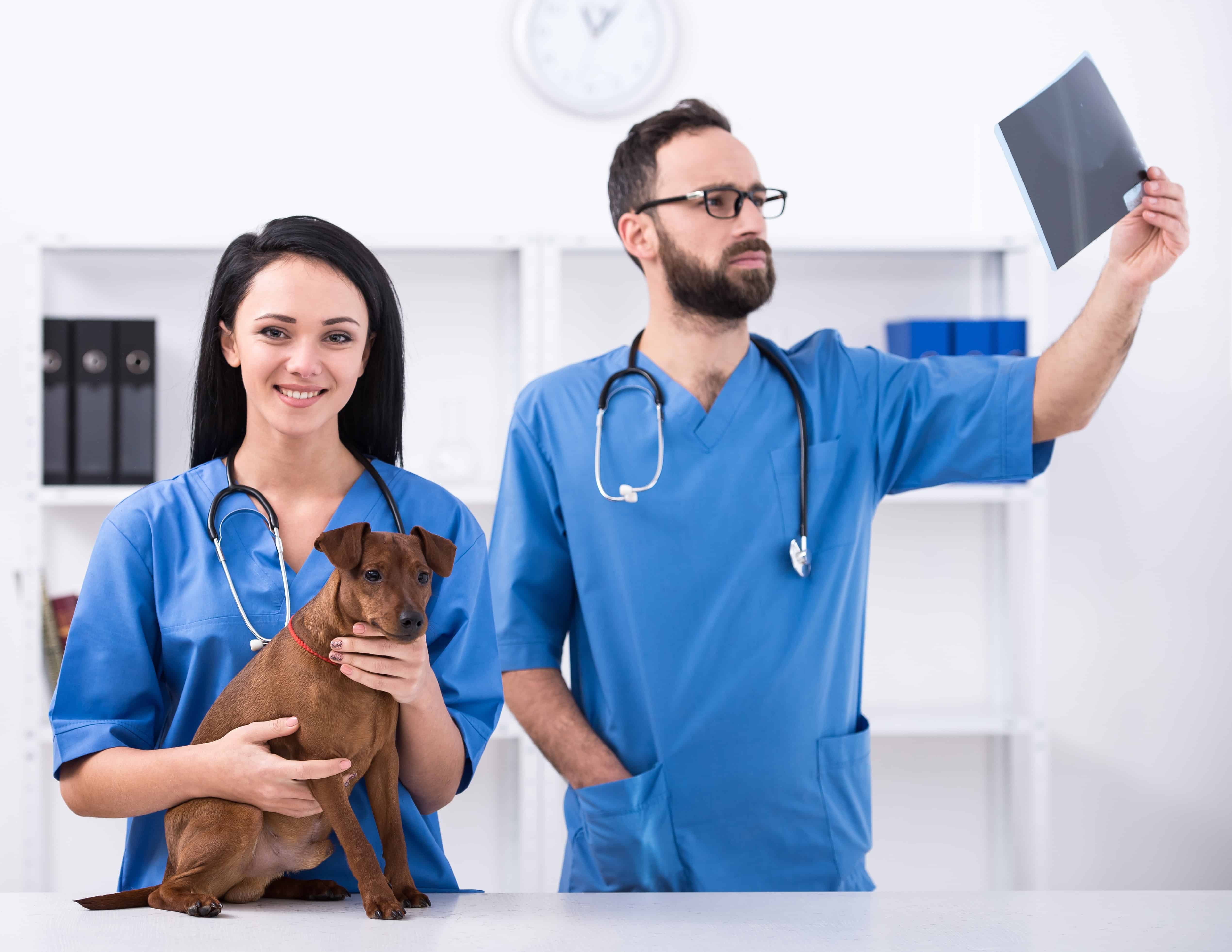 Two veterinary doctors with a dog