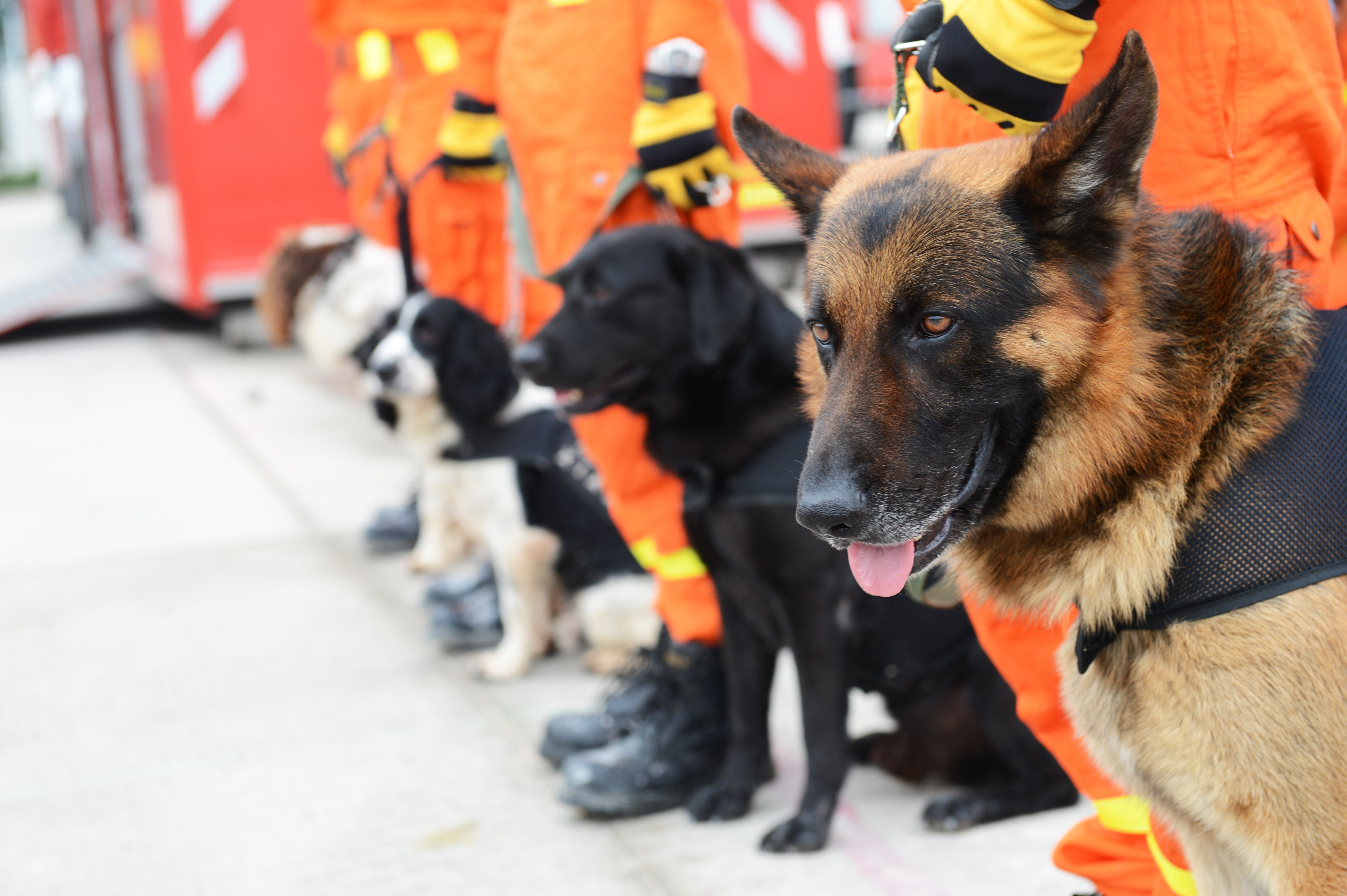 Search and rescue dogs lined up in a row