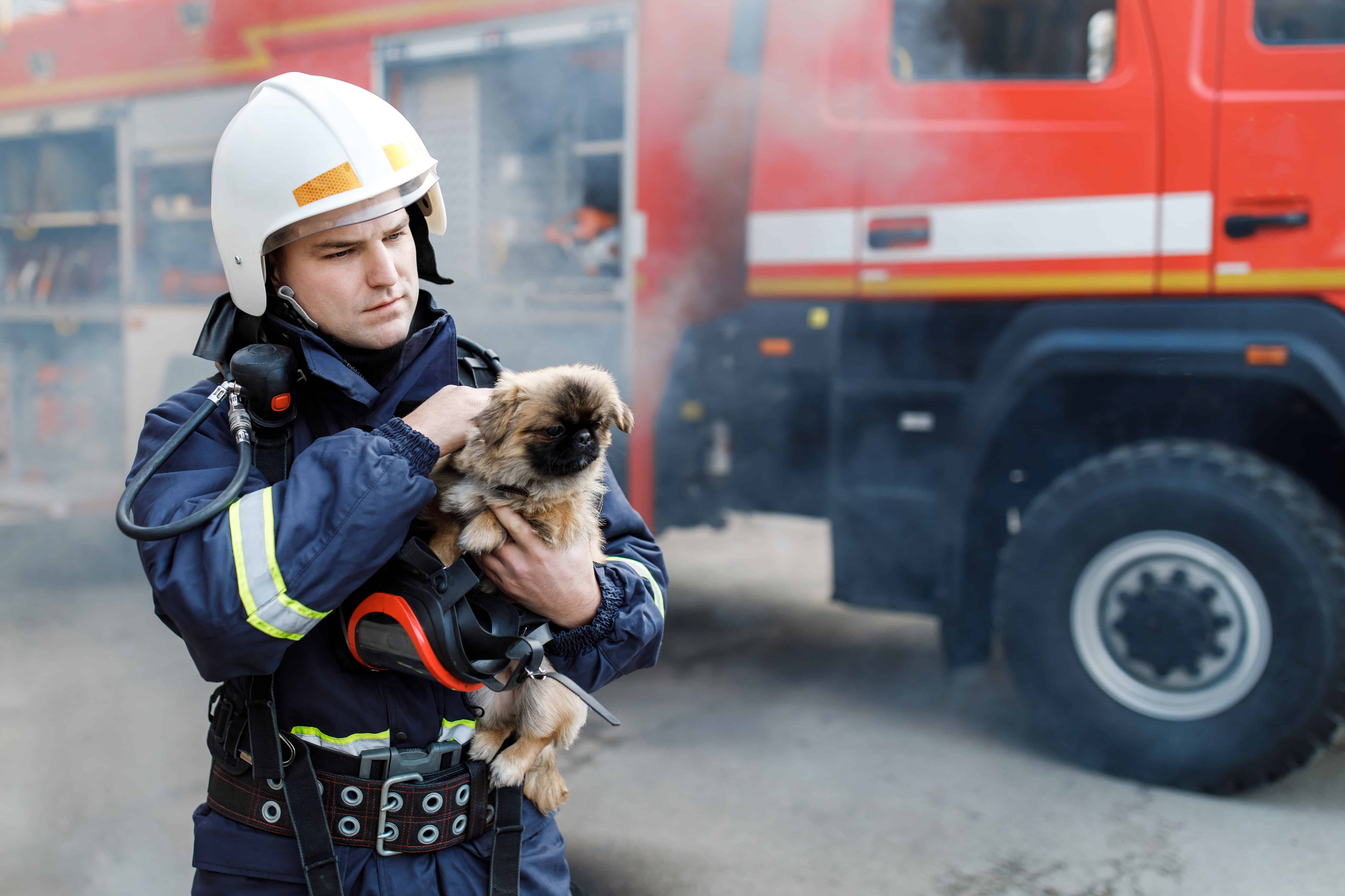 Search and rescue firefighter holding a small dog