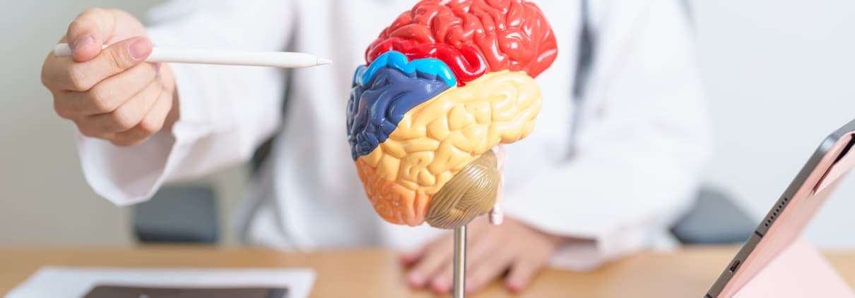Medical professional pointing to a model of the human brain