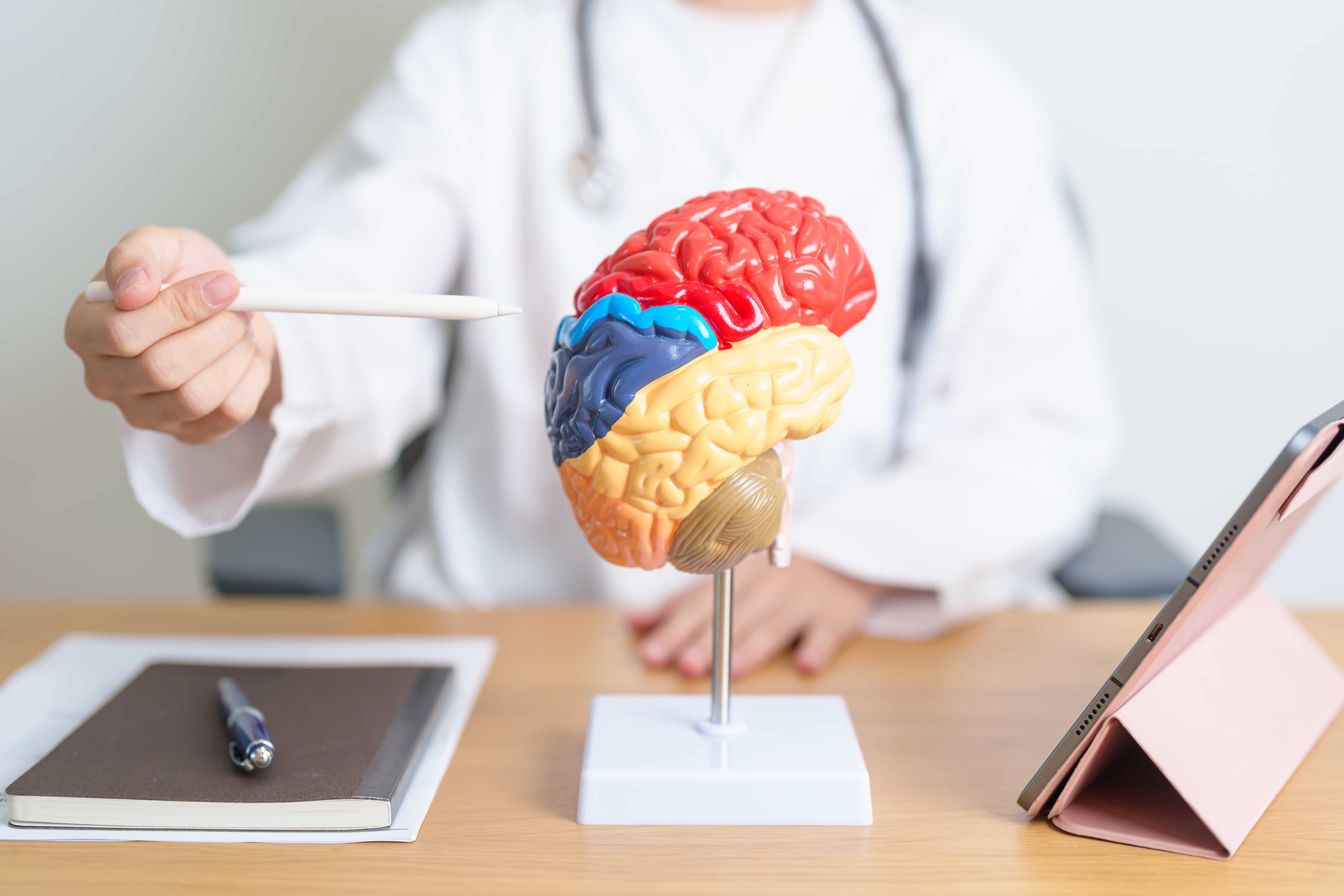 Medical professional pointing to a model of the human brain